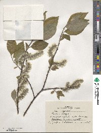 Salix caprea image