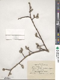 Salix caprea image