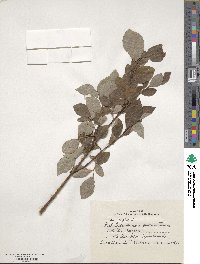 Salix caprea image