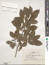 Salix caprea image