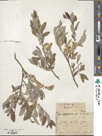 Salix bebbiana image