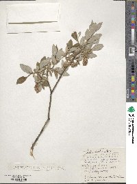 Salix bebbiana image