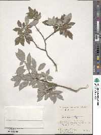 Salix bebbiana image
