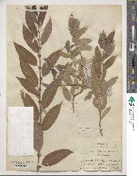 Image of Salix bornmuelleri