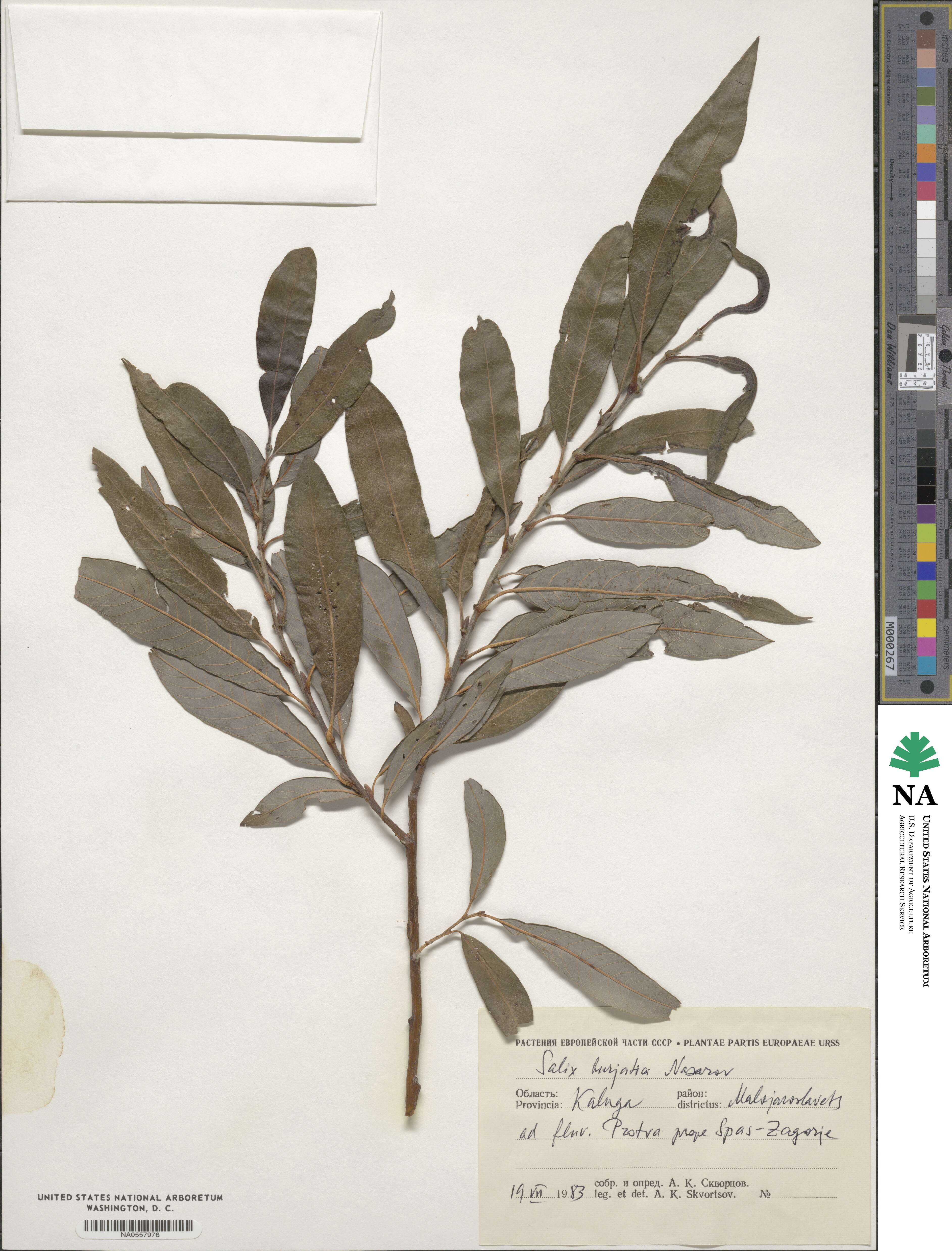 Salix ×dasyclados image