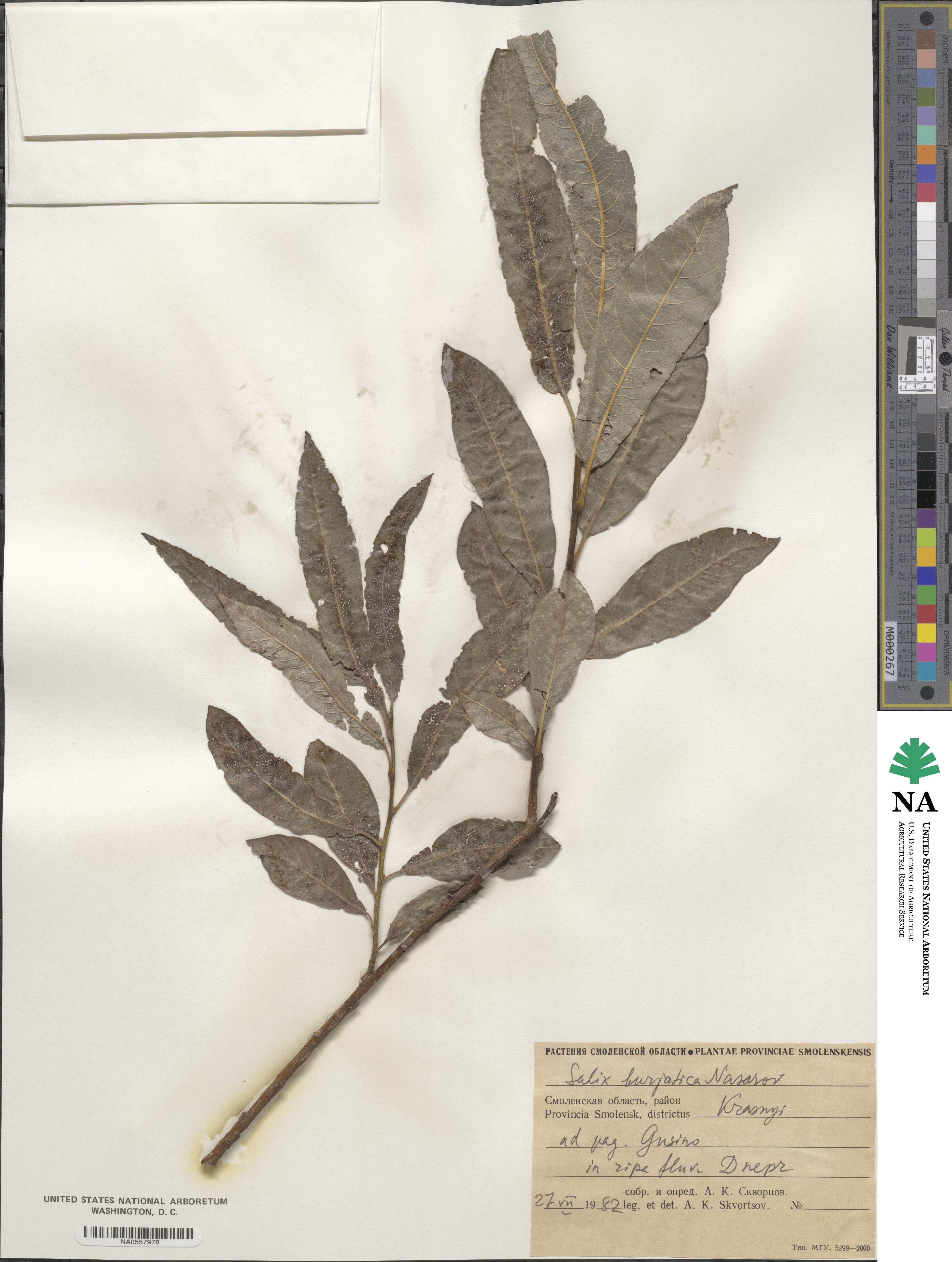 Salix ×dasyclados image
