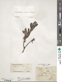 Salix caesia image