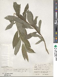 Salix purpurea image