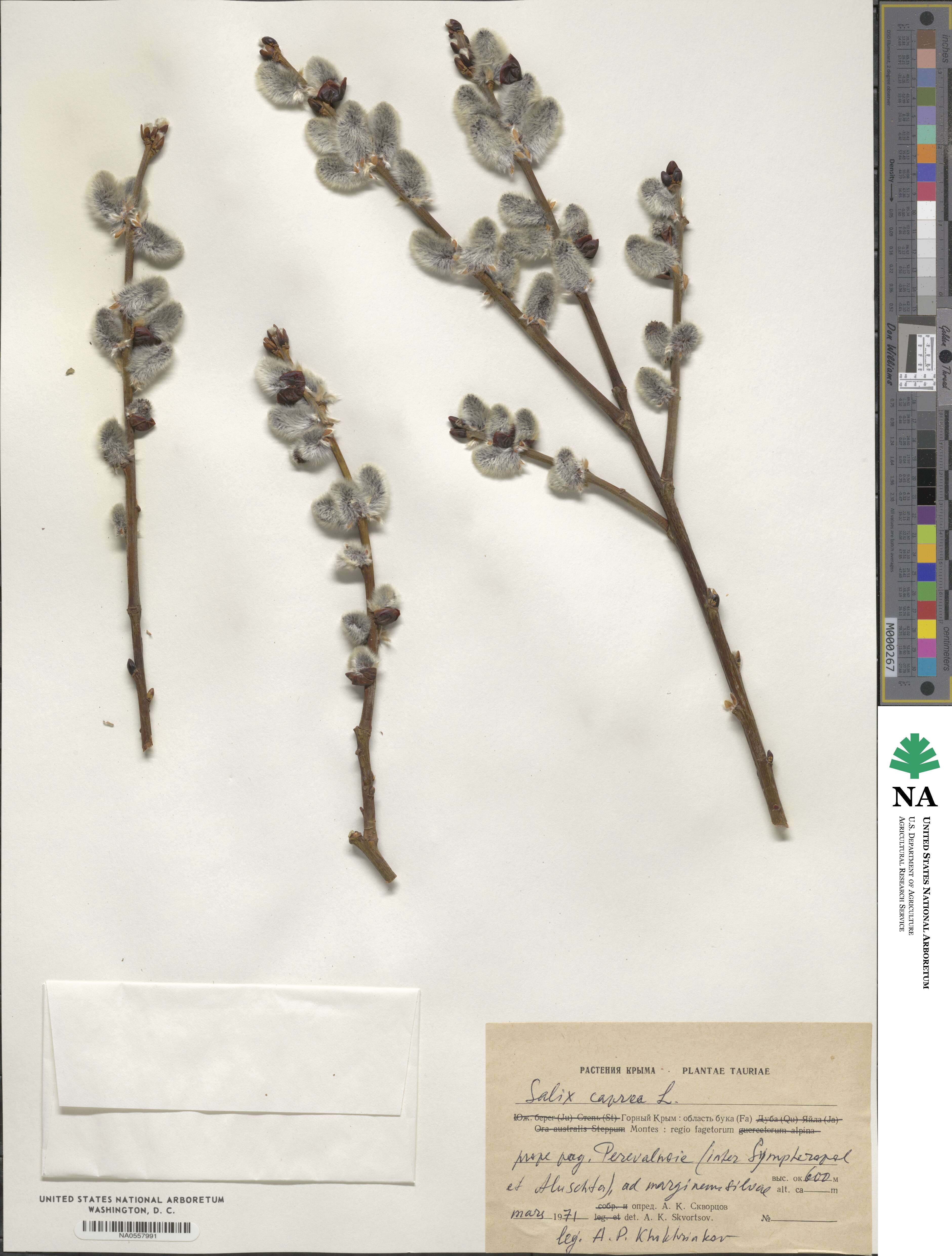 Salix caprea image