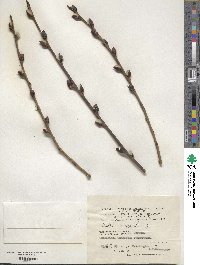 Salix caprea image