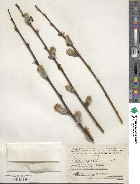 Salix caprea image