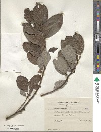 Salix caprea image