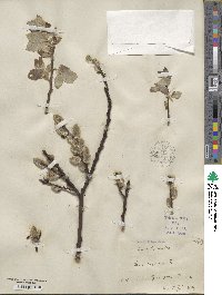 Salix caprea image