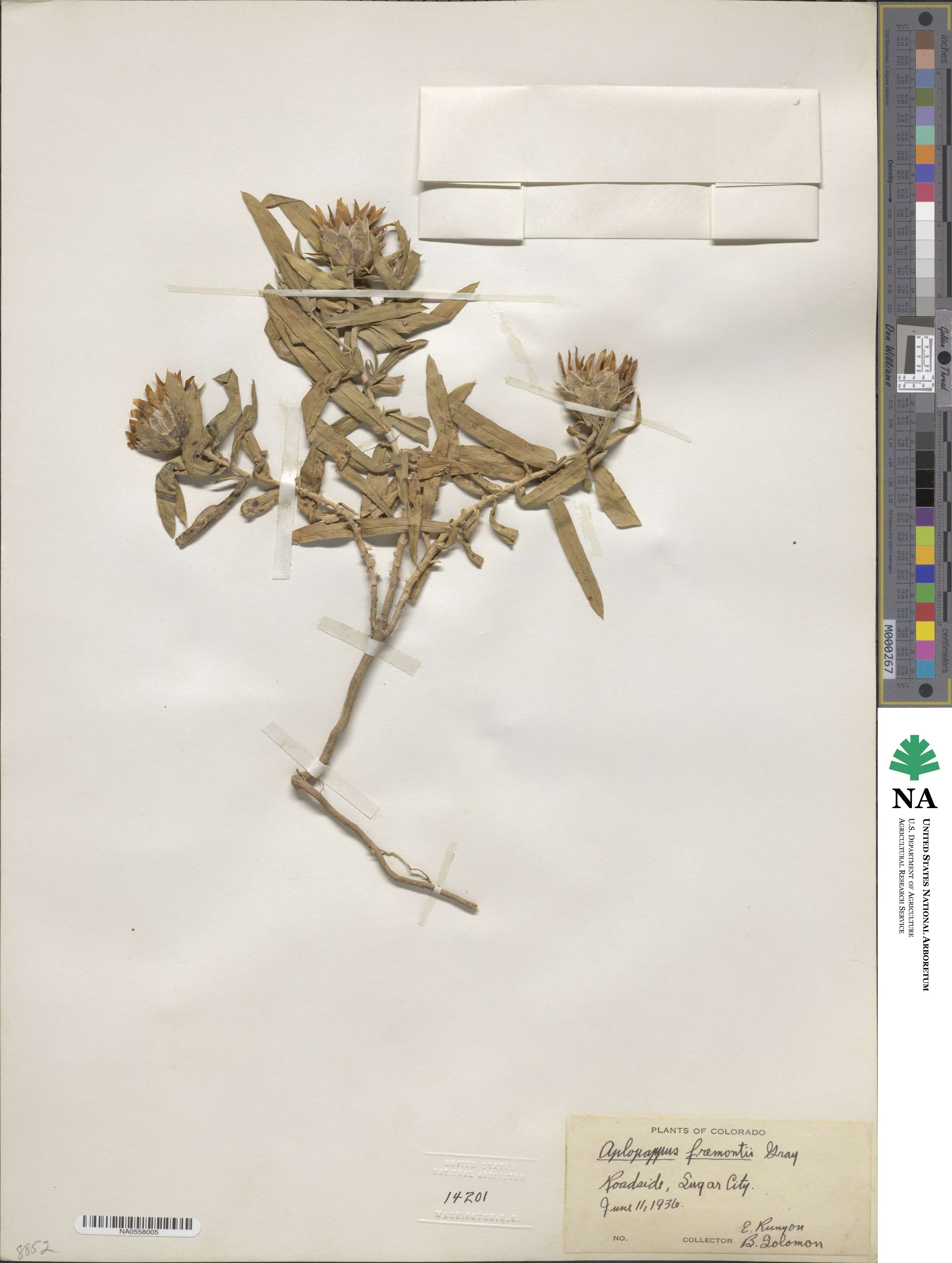 Oonopsis image