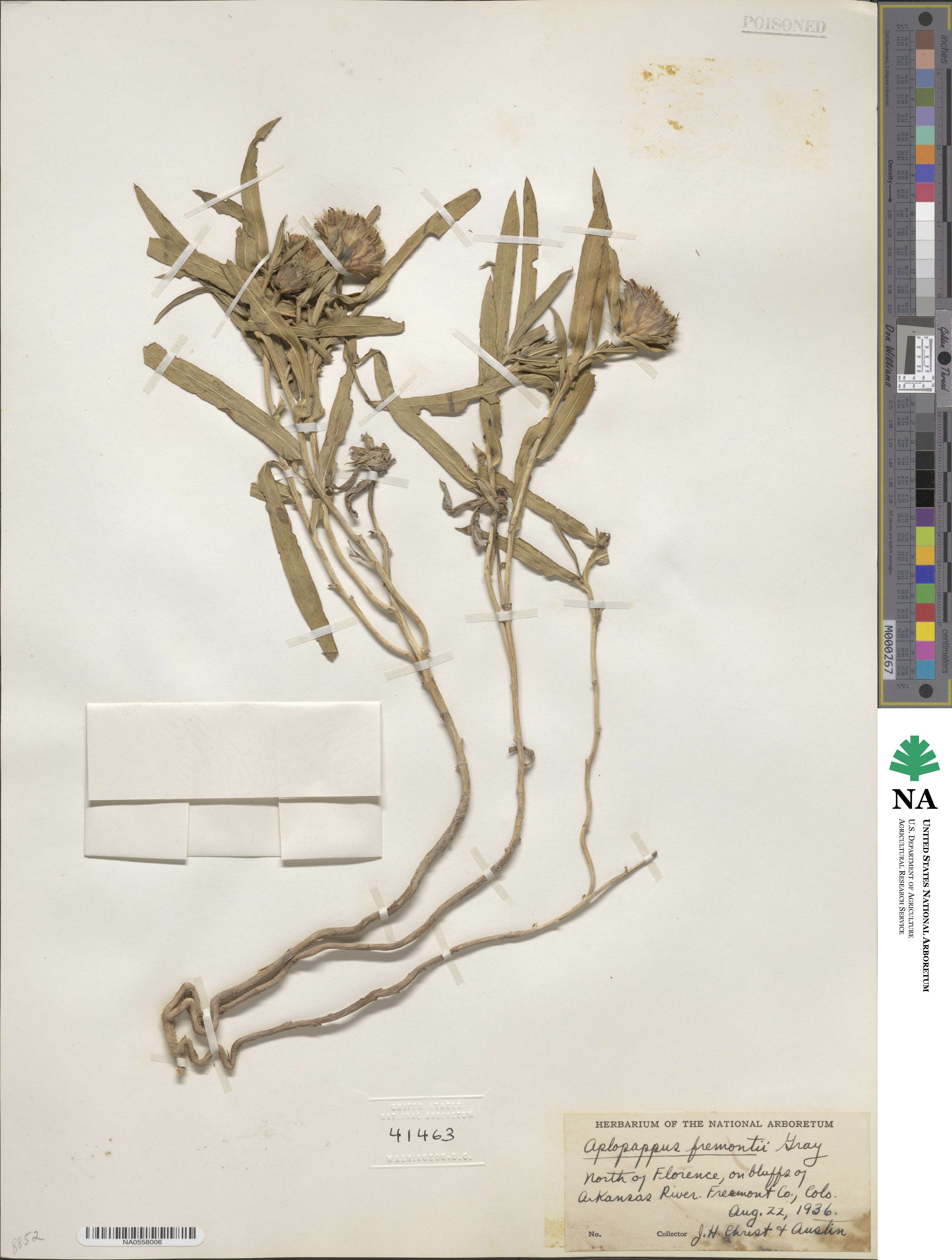 Oonopsis foliosa image