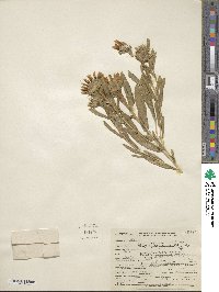 Oonopsis foliosa image