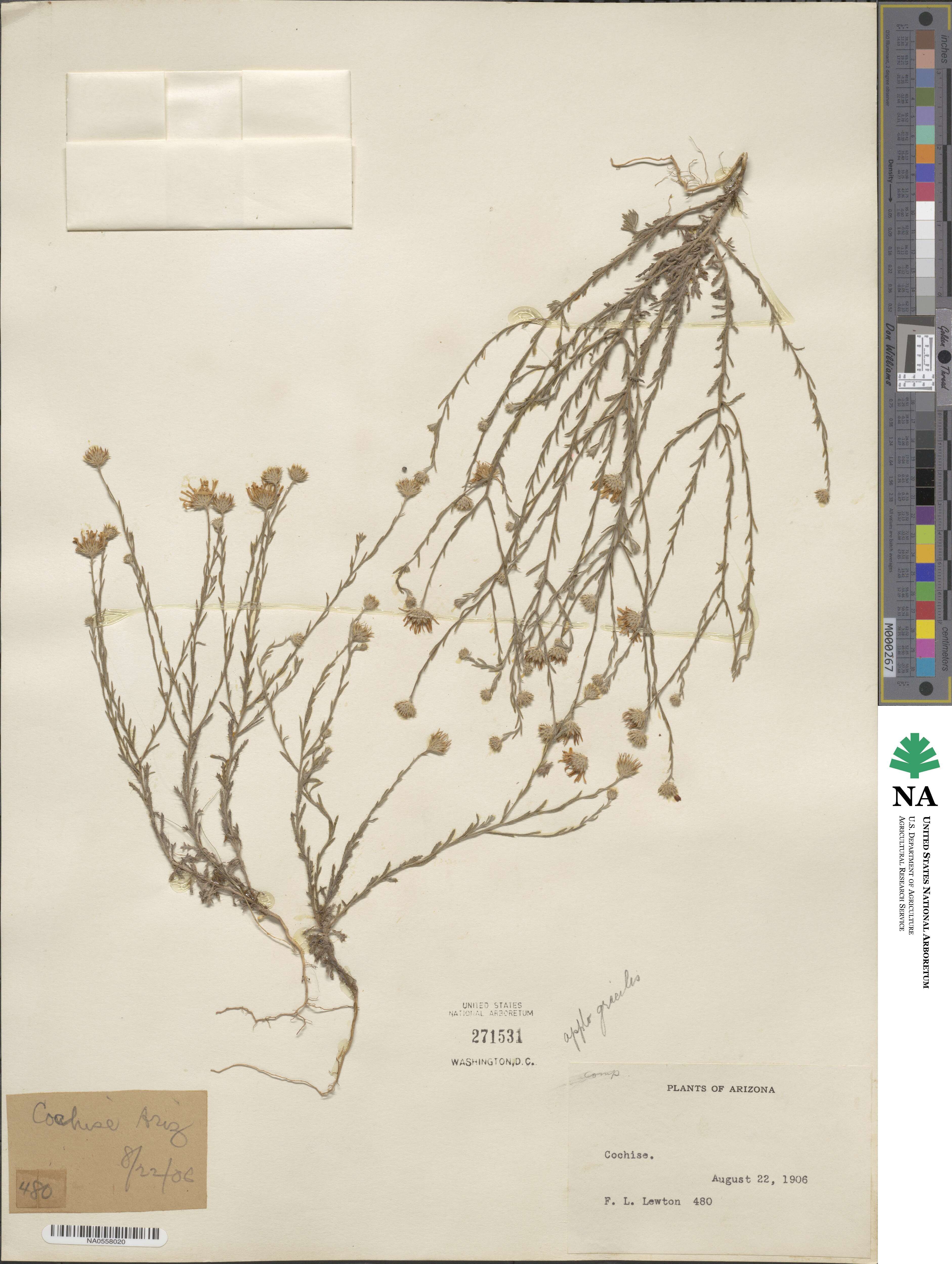 Xanthisma gracile image