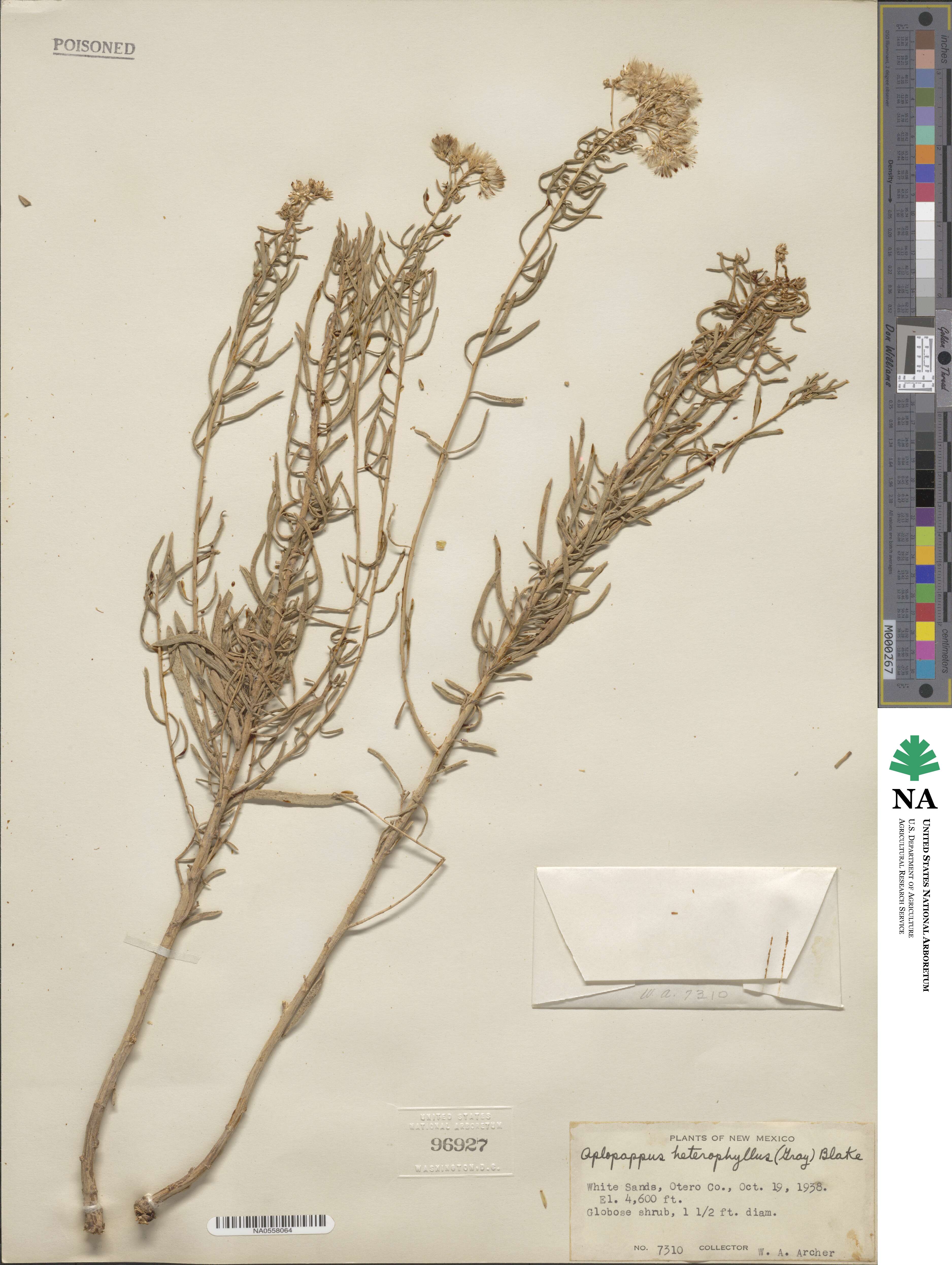 Isocoma pluriflora image