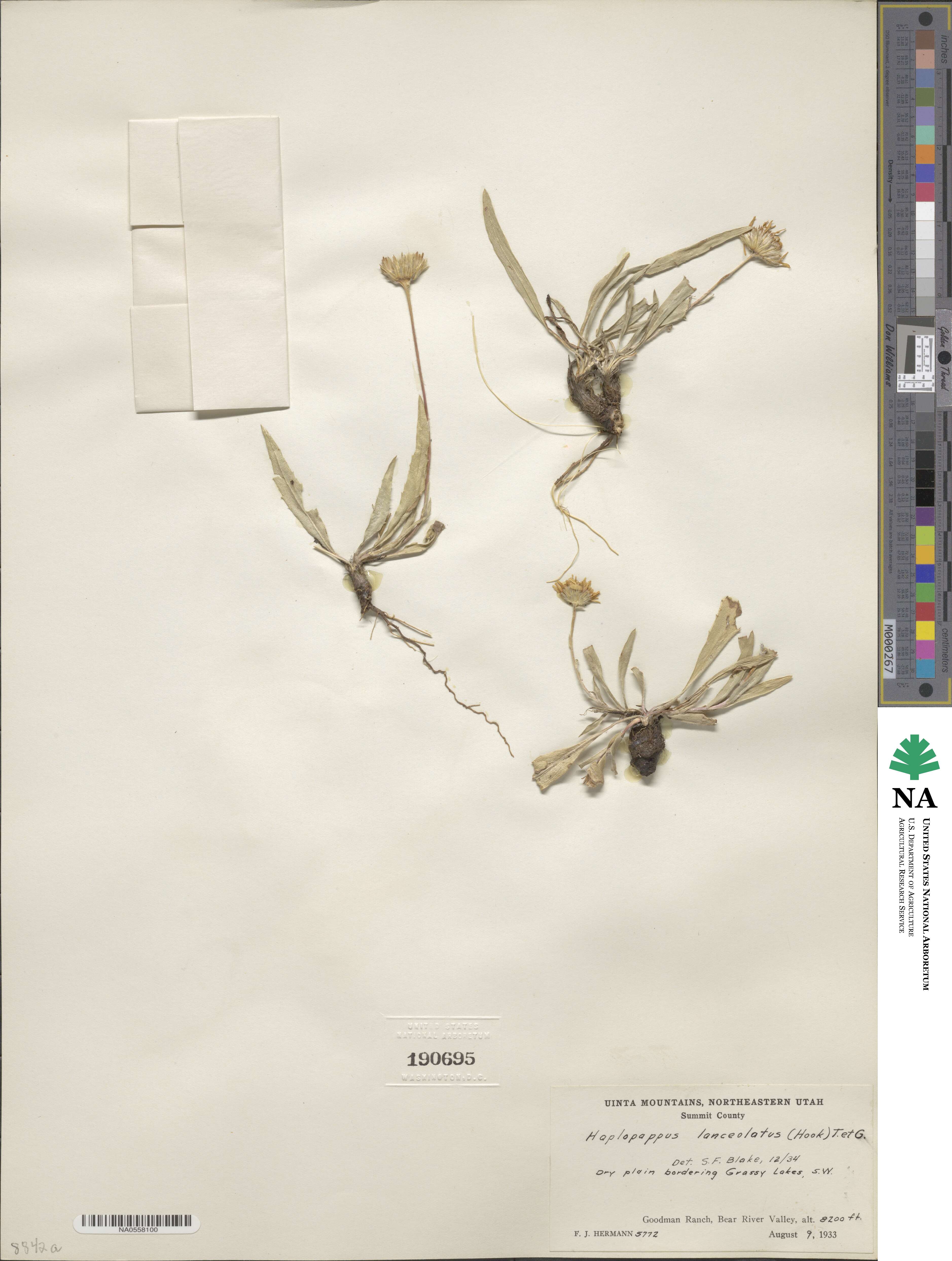 Pyrrocoma lanceolata image