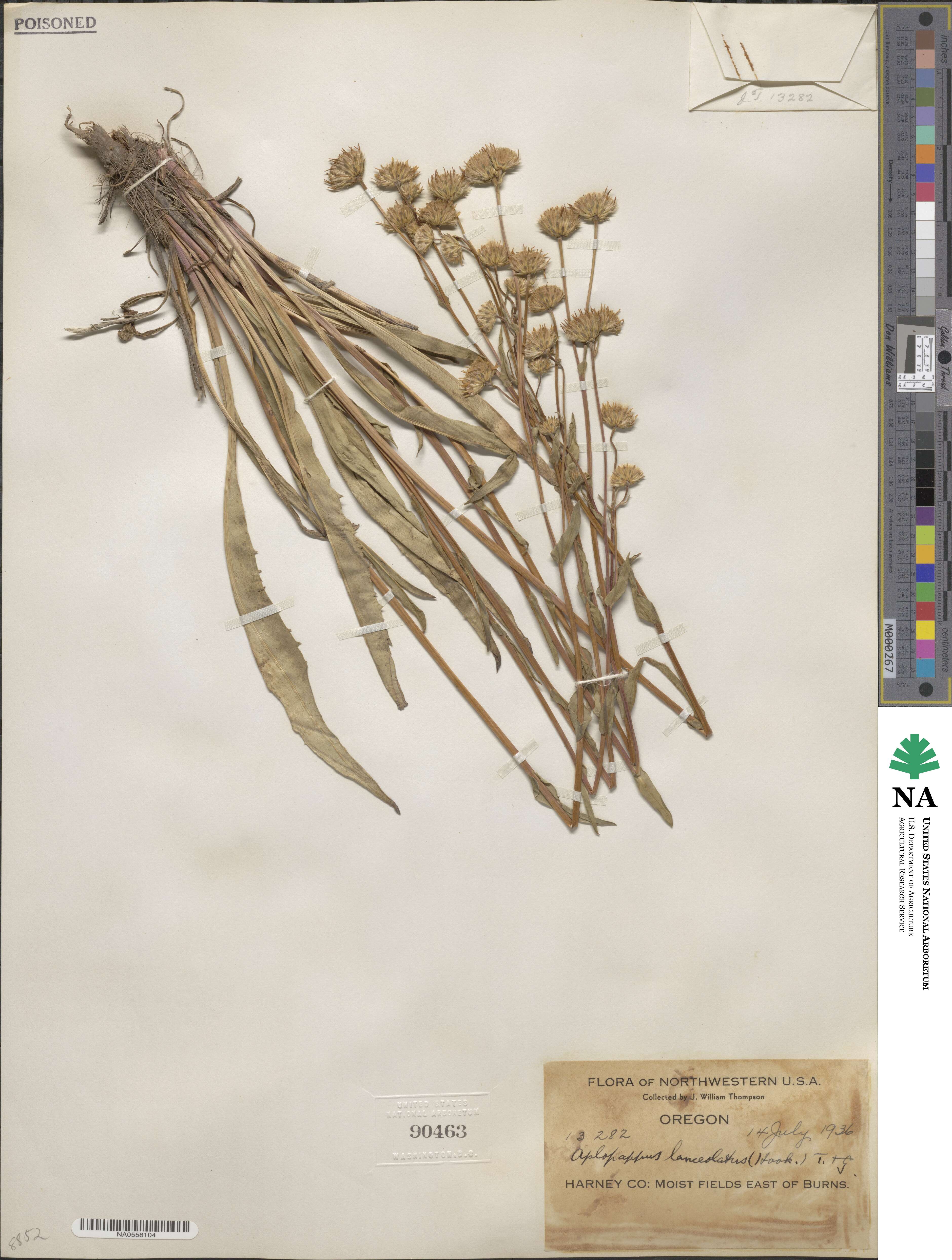 Pyrrocoma lanceolata image