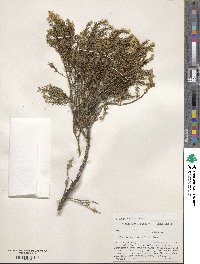 Ericameria laricifolia image