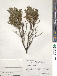 Ericameria laricifolia image