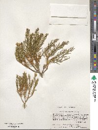 Ericameria laricifolia image