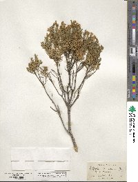 Ericameria laricifolia image