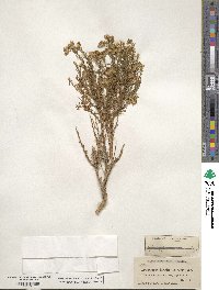 Ericameria laricifolia image