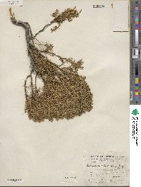 Ericameria laricifolia image