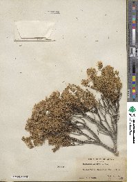 Ericameria laricifolia image