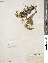 Ericameria laricifolia image