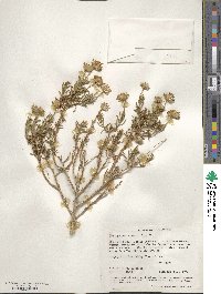 Haplopappus linearifolius image