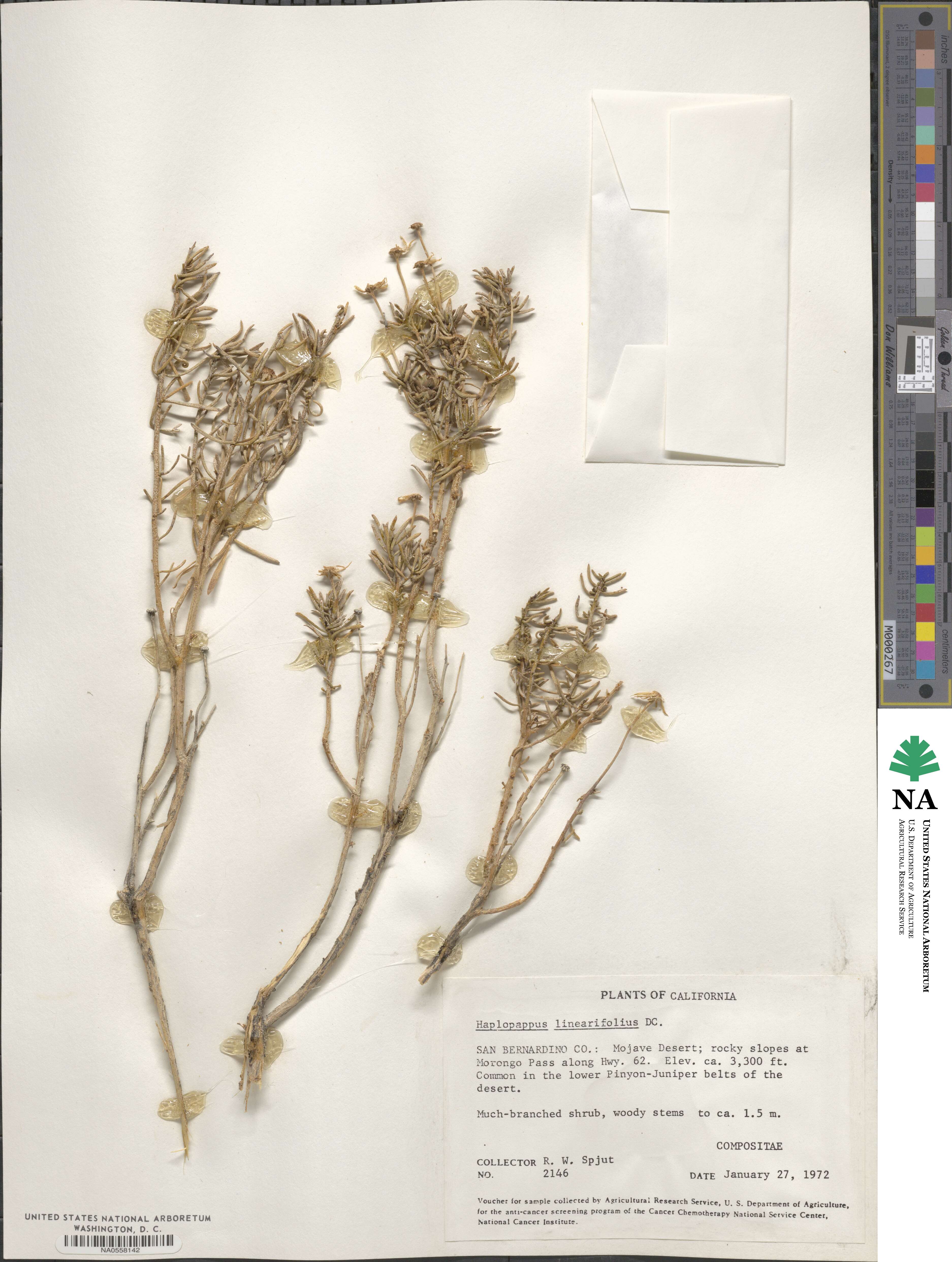 Haplopappus linearifolius image