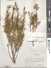 Haplopappus linearifolius image