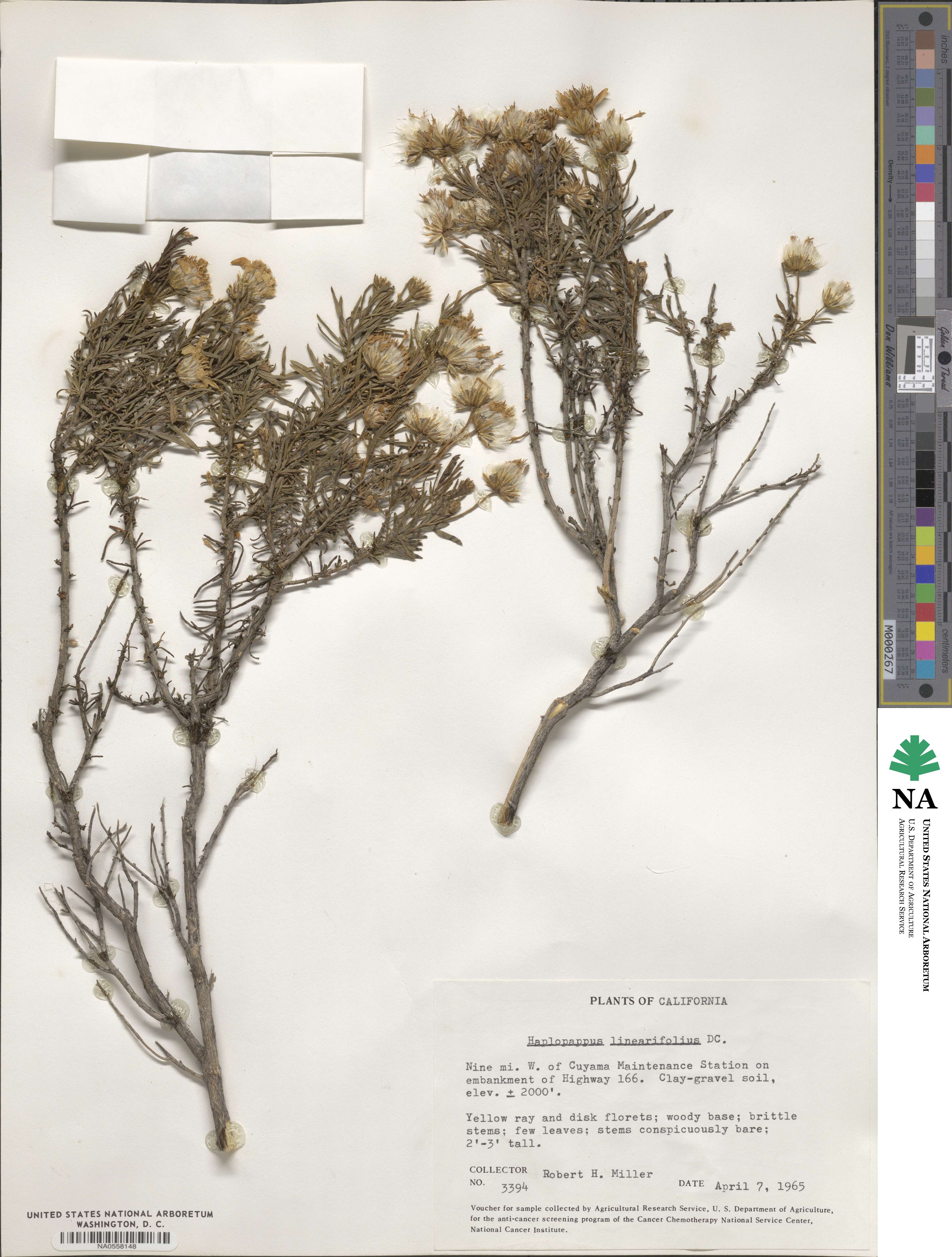 Haplopappus linearifolius image