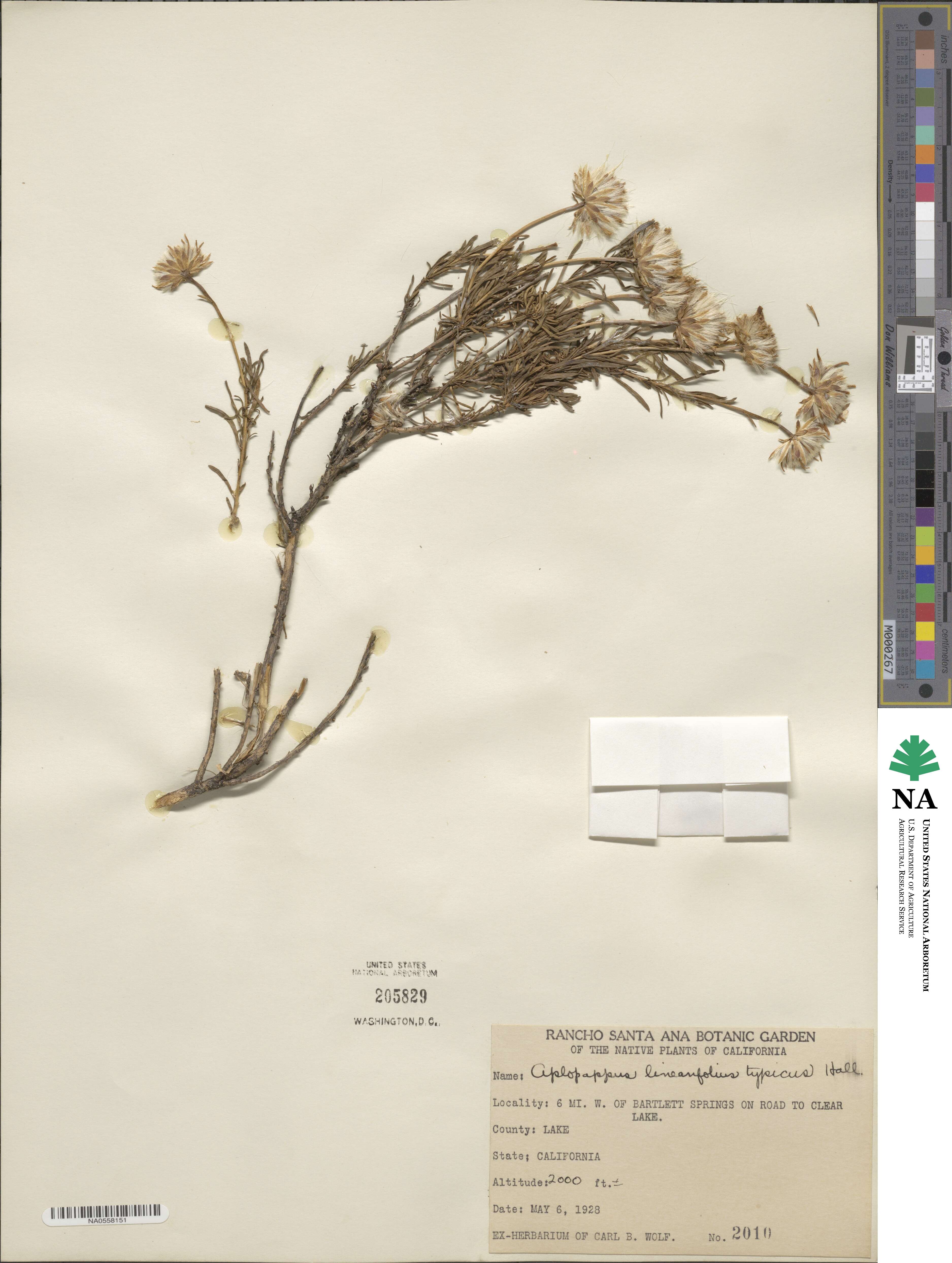 Haplopappus linearifolius image