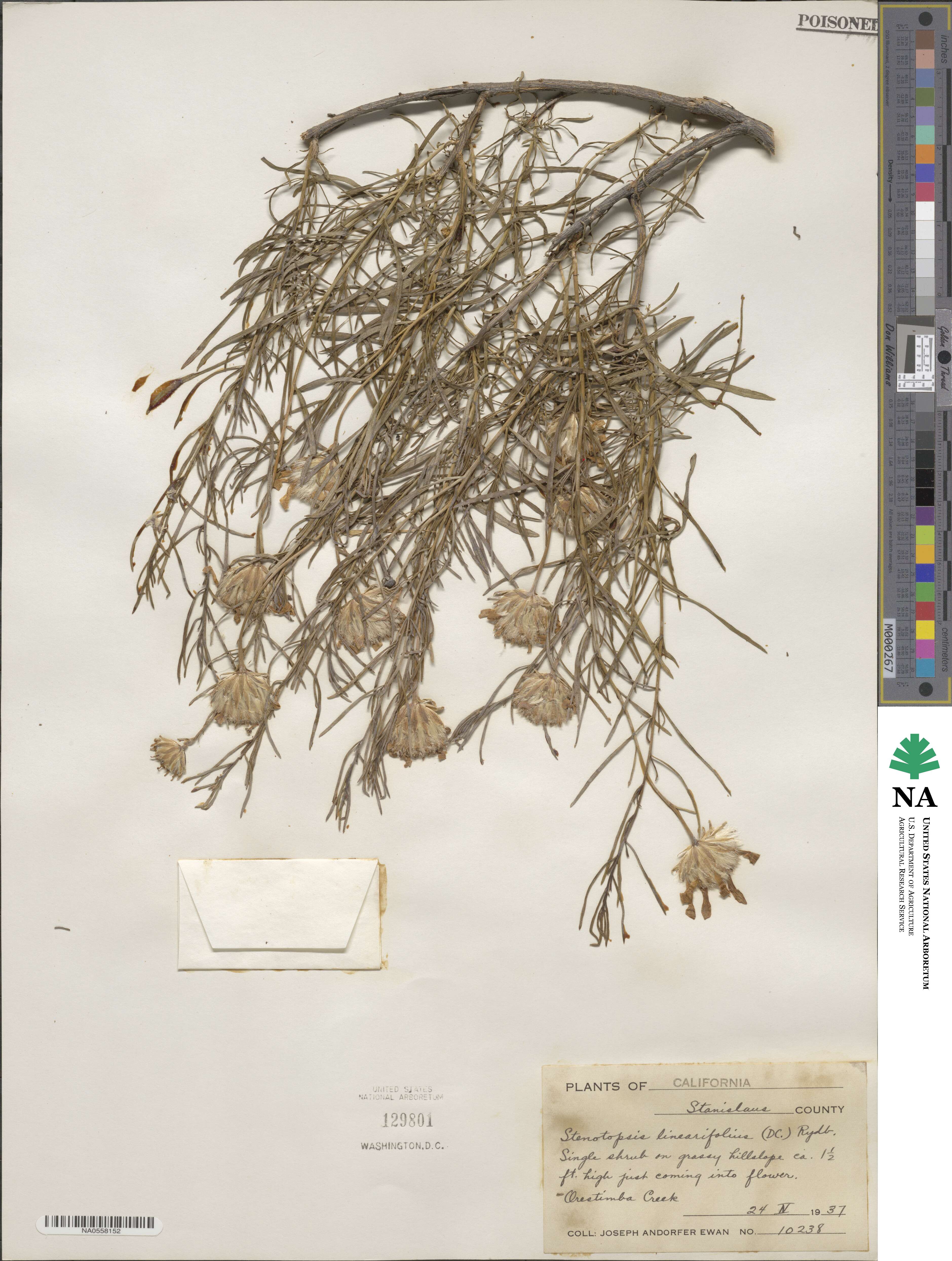 Haplopappus linearifolius image