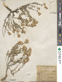 Ericameria discoidea image