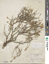 Ericameria discoidea image