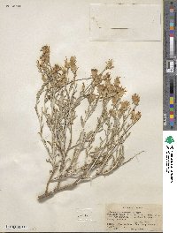 Ericameria discoidea image