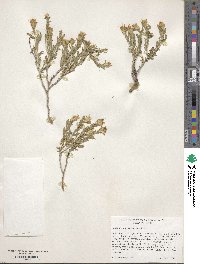 Ericameria discoidea image