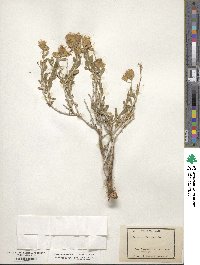 Ericameria discoidea image