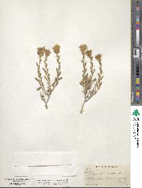 Ericameria discoidea image