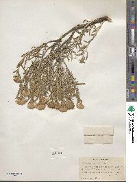 Ericameria discoidea image