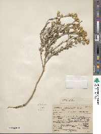 Ericameria discoidea image