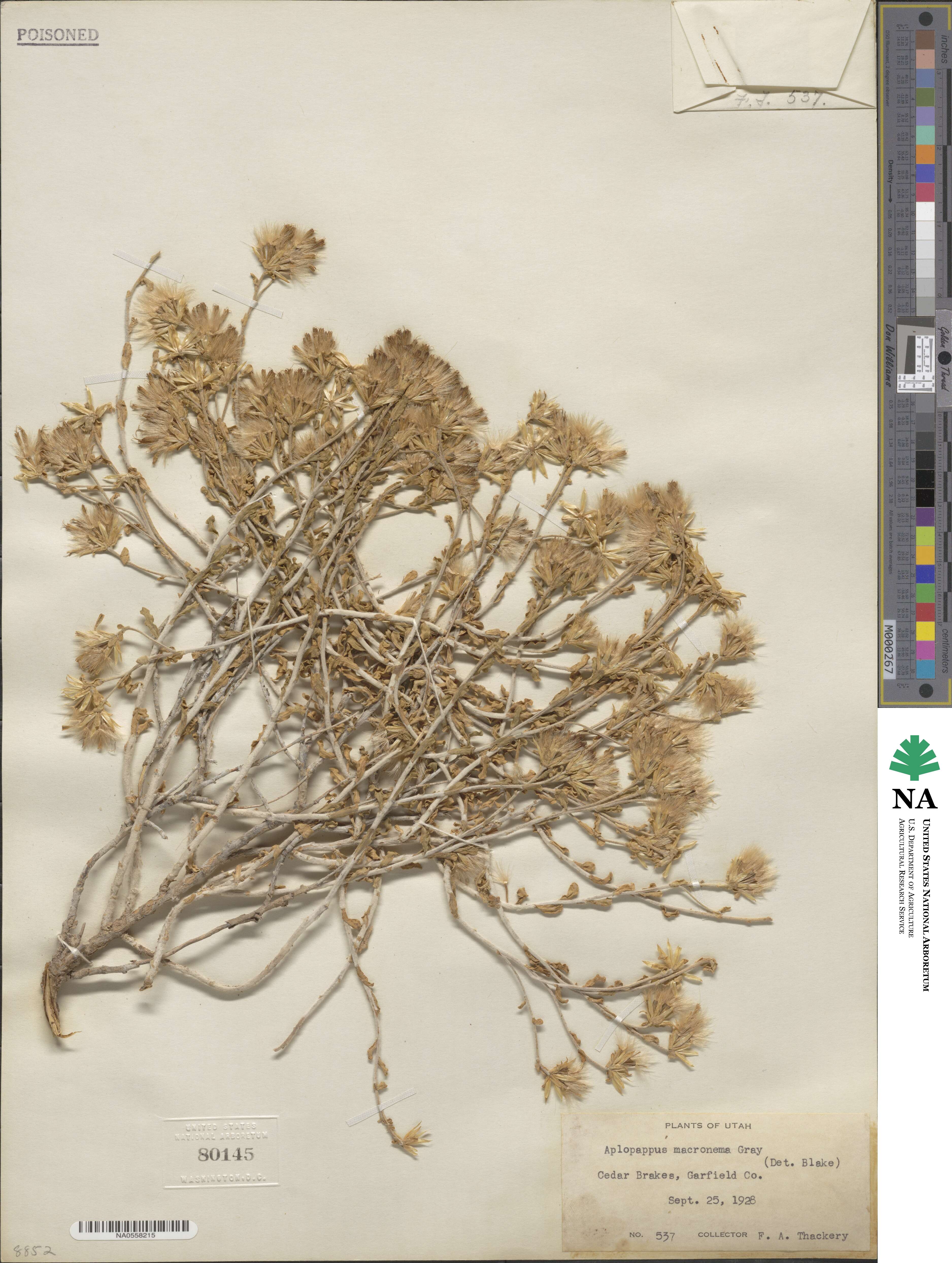 Ericameria discoidea image