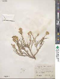 Ericameria discoidea image