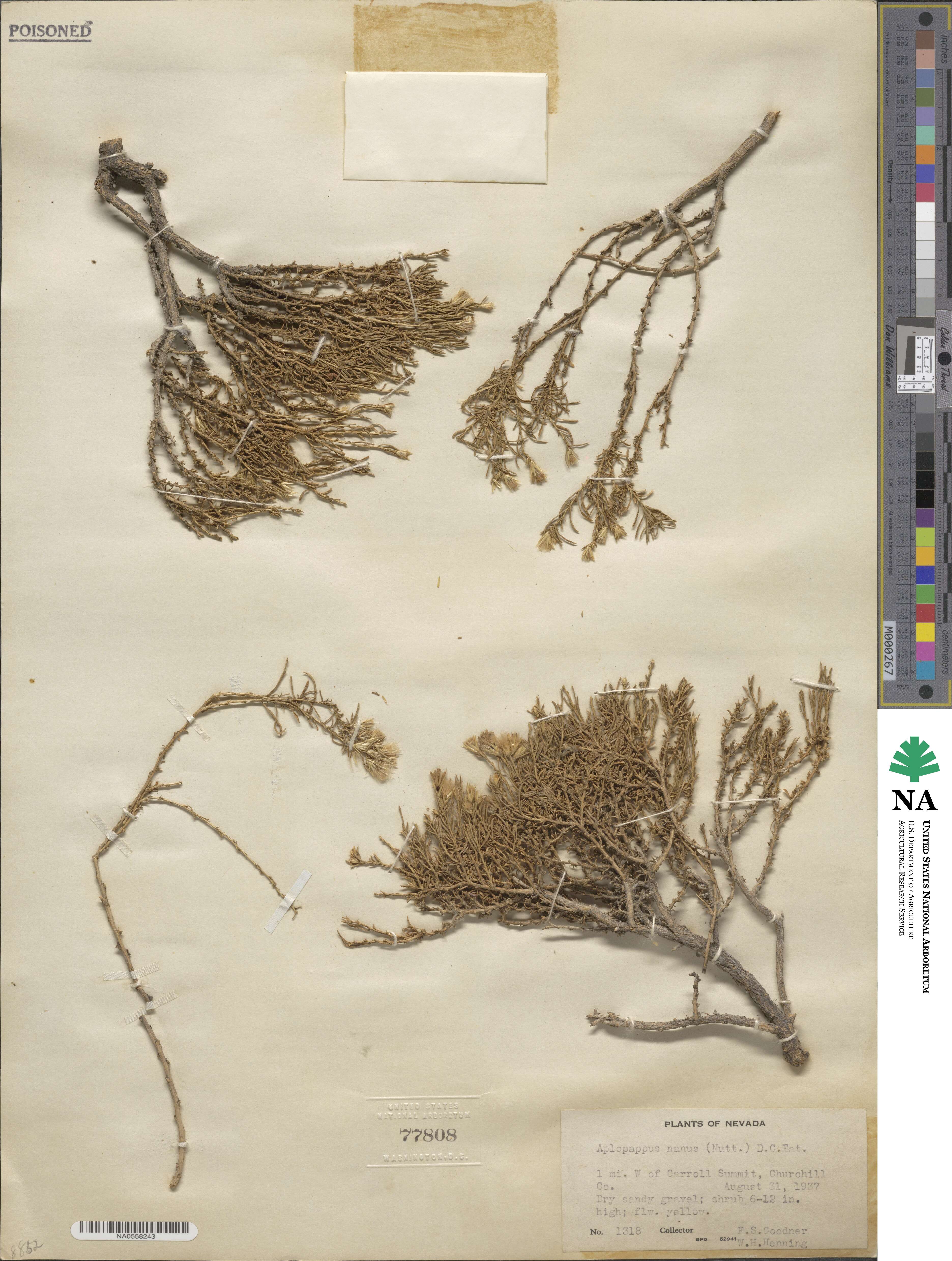 Ericameria nana image