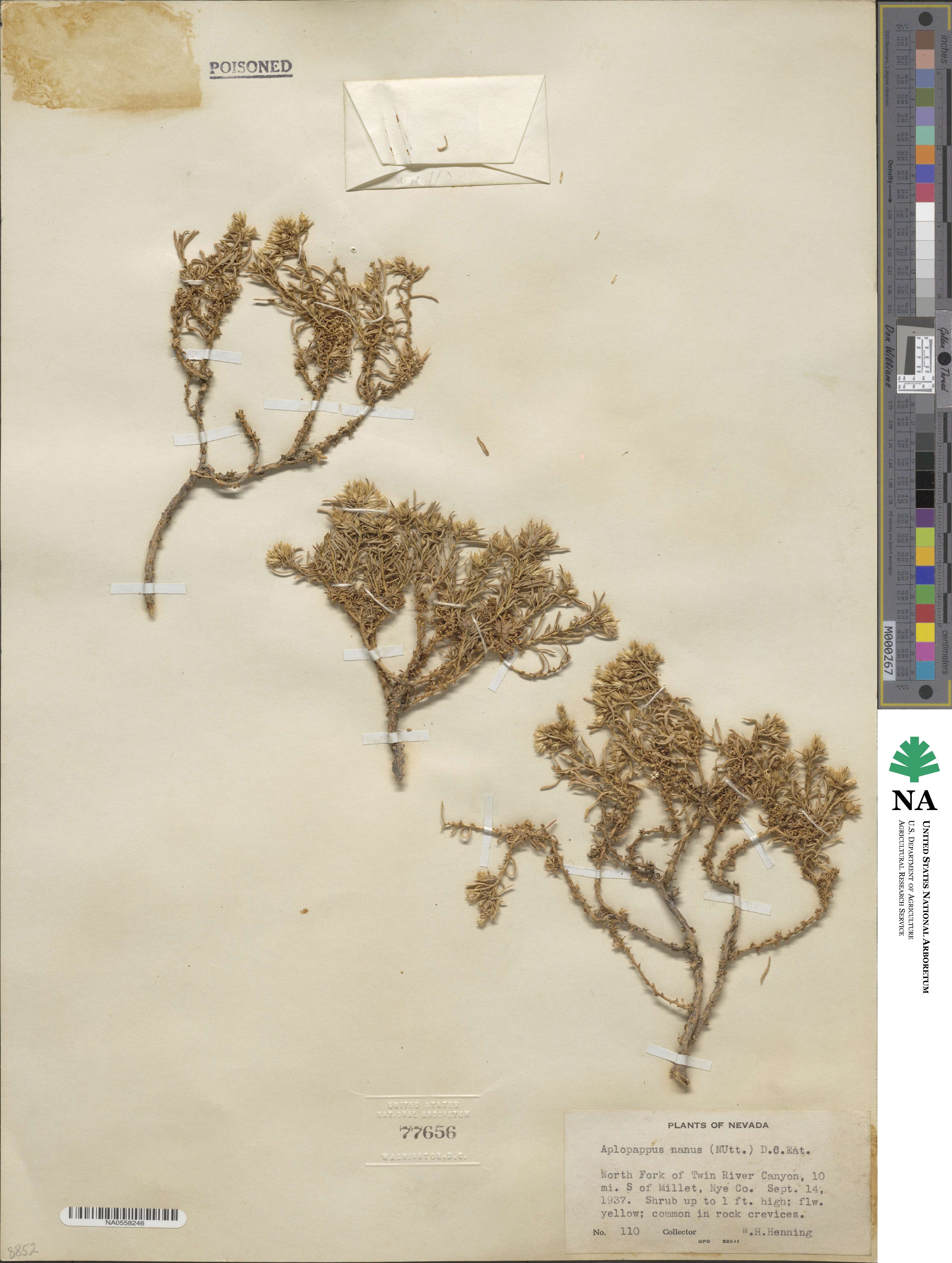 Ericameria nana image